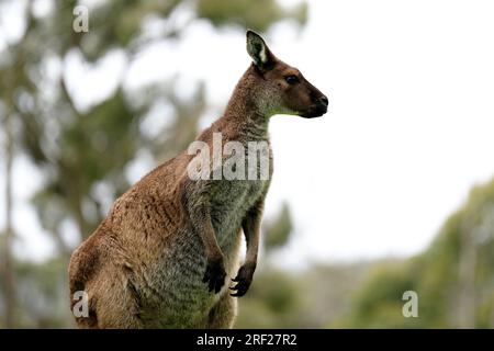Ein allgemeiner Blick auf ein Känguru im Cleland Wildlife Park, Adelaide, Sydney. Foto: Sonntag, 30. Juli 2023. Stockfoto