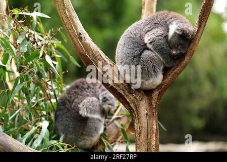 Ein allgemeiner Blick auf Koalas im Cleland Wildlife Park, Adelaide, Sydney. Foto: Sonntag, 30. Juli 2023. Stockfoto