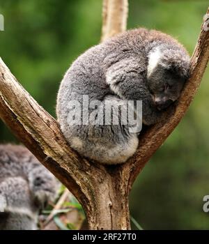 Ein allgemeiner Blick auf Koalas im Cleland Wildlife Park, Adelaide, Sydney. Foto: Sonntag, 30. Juli 2023. Stockfoto