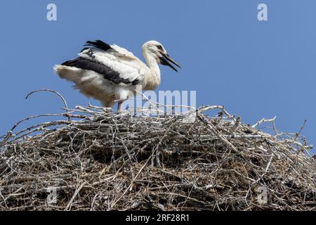 Junger schwarzer und weißer Storch auf dem Nest aus kleinen Zweigen. Sonniger Frühlingstag, blauer Himmel im Hintergrund. Stockfoto