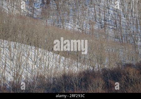 Laubwälder im Winter. Kushiro Shitsugen-Nationalpark. Kushiro. Hokkaido. Japan. Stockfoto