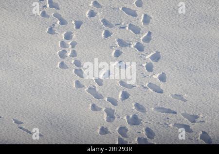 Fußabdrücke von Menschen im Schnee. Kushiro Shitsugen-Nationalpark. Kushiro. Hokkaido. Japan. Stockfoto