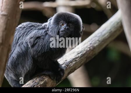 Goeldi-Affe oder Goeldi-Murmeltier (Callimico goeldii), Südamerikanischer Neuweltaffe in der Familie Callitrichidae. Stockfoto