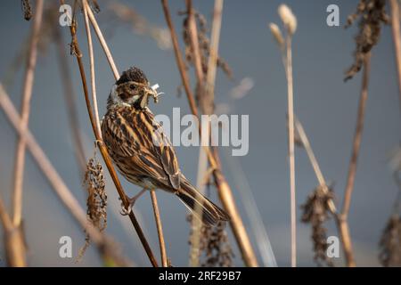 Reed Bunting (Emberiza schoeniclus), am Ufer des Flusses Tay, Perth, Perthshire, Schottland, Großbritannien. Stockfoto