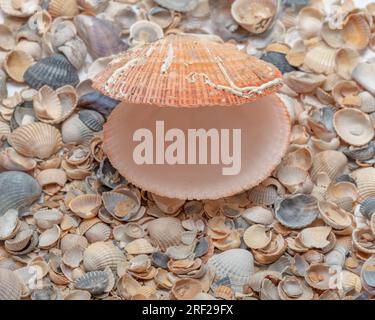 Muschelhintergrund, viele fantastische Muscheln und eine pinkfarbene leere Muschel. Cockleshell Strandoberfläche, Meer ruhender Hintergrund. Bunte Muscheln Stockfoto