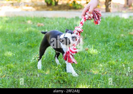 Ein Mann, der mit seinem Boston Terrier Welpen auf dem Feld spielt Stockfoto