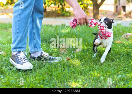 Ein Mann, der mit seinem Boston Terrier Welpen auf dem Feld spielt Stockfoto