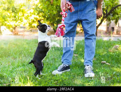 Ein Mann, der mit seinem Boston Terrier Welpen auf dem Feld spielt Stockfoto