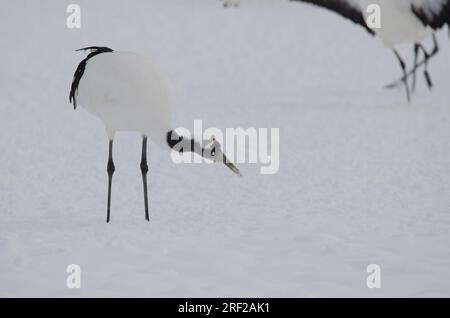 Rotkranich Grus japonensis schüttelte den Kopf. Tsurui-Ito Tancho Schutzgebiet. Kushiro. Hokkaido. Japan. Stockfoto