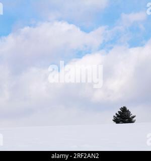 Einsamer Baum auf einem Schneefeld, Biei, Hokkaido, Japan Stockfoto