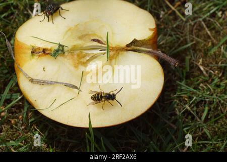 Einen halben Apfel mit Kern im Gras mit einer essenden gewöhnlichen Wespe (Vespula vulgaris), Familie Vespidae und Fleischfliege, Sarcophaga. Rasen, Sommer, Juli Stockfoto