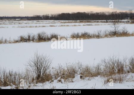 Schneebedeckte Landschaft im Kushiro Shitsugen-Nationalpark. Kushiro. Hokkaido. Japan. Stockfoto