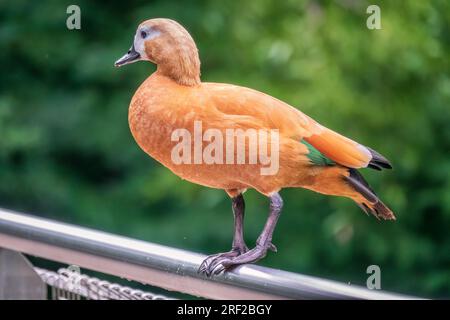 Ruddy Shelduk steht auf einem Metallzaun, Ruddy Shelduk, Tadorna ferruginea. Es handelt sich um eine Entenfamilie von Wasservögeln, ähnlich der gewöhnlichen. Der Vogel hat einen Orang Stockfoto