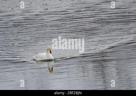 Der Hupenschwan Cygnus cygnus schwimmt. Der Fluss Setsurigawa. Kushiro. Hokkaido. Japan. Stockfoto