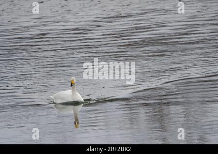 Der Hupenschwan Cygnus cygnus schwimmt. Der Fluss Setsurigawa. Kushiro. Hokkaido. Japan. Stockfoto