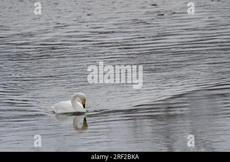 Der Hupenschwan Cygnus cygnus schwimmt. Der Fluss Setsurigawa. Kushiro. Hokkaido. Japan. Stockfoto