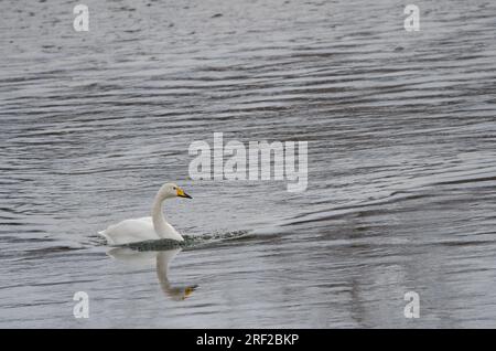 Der Hupenschwan Cygnus cygnus schwimmt. Der Fluss Setsurigawa. Kushiro. Hokkaido. Japan. Stockfoto