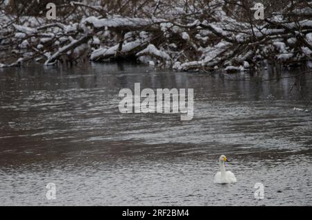 Der Hupenschwan Cygnus cygnus. Der Fluss Setsurigawa. Kushiro. Hokkaido. Japan. Stockfoto