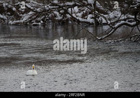 Der Hupenschwan Cygnus cygnus. Der Fluss Setsurigawa. Kushiro. Hokkaido. Japan. Stockfoto