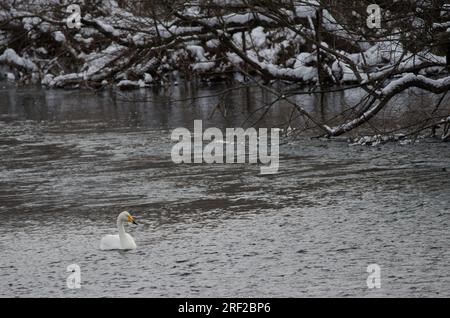 Der Hupenschwan Cygnus cygnus. Der Fluss Setsurigawa. Kushiro. Hokkaido. Japan. Stockfoto