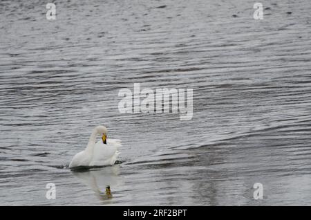 Der Hupenschwan Cygnus cygnus Preening. Der Fluss Setsurigawa. Kushiro. Hokkaido. Japan. Stockfoto