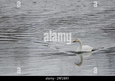 Der Hupenschwan Cygnus cygnus schwimmt. Der Fluss Setsurigawa. Kushiro. Hokkaido. Japan. Stockfoto