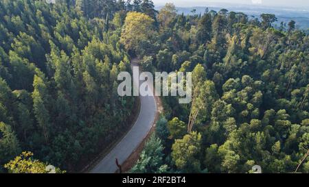 Landstraße im Bussaco-Wald Stockfoto