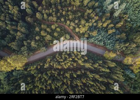 Landstraße im Bussaco-Wald Stockfoto