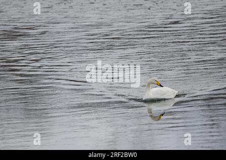 Der Hupenschwan Cygnus cygnus schwimmt. Der Fluss Setsurigawa. Kushiro. Hokkaido. Japan. Stockfoto