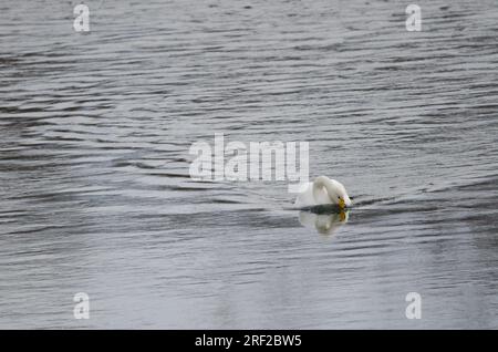 Der Keuchschwan Cygnus cygnus füttert. Der Fluss Setsurigawa. Kushiro. Hokkaido. Japan. Stockfoto