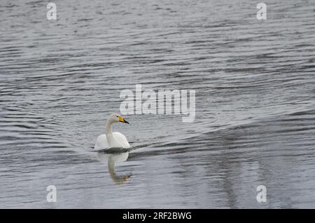 Der Hupenschwan Cygnus cygnus schwimmt. Der Fluss Setsurigawa. Kushiro. Hokkaido. Japan. Stockfoto