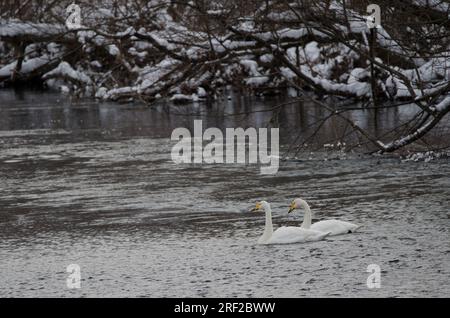 Er schwänzt Cygnus cygnus. Der Fluss Setsurigawa. Kushiro. Hokkaido. Japan. Stockfoto