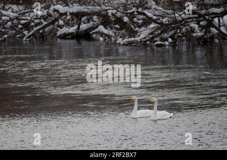 Er schwänzt Cygnus cygnus. Der Fluss Setsurigawa. Kushiro. Hokkaido. Japan. Stockfoto