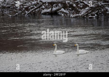 Er schwänzt Cygnus cygnus. Der Fluss Setsurigawa. Kushiro. Hokkaido. Japan. Stockfoto