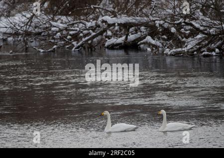 Er schwänzt Cygnus cygnus. Der Fluss Setsurigawa. Kushiro. Hokkaido. Japan. Stockfoto