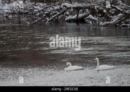 Er schwänzt Cygnus cygnus. Der Fluss Setsurigawa. Kushiro. Hokkaido. Japan. Stockfoto