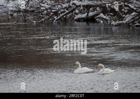 Er schwänzt Cygnus cygnus. Der Fluss Setsurigawa. Kushiro. Hokkaido. Japan. Stockfoto