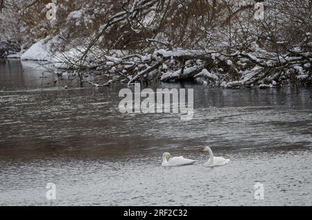 Er schwänzt Cygnus cygnus. Der Fluss Setsurigawa. Kushiro. Hokkaido. Japan. Stockfoto