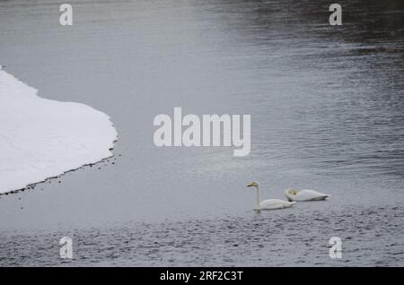 Er schwänzt Cygnus cygnus. Der Fluss Setsurigawa. Kushiro. Hokkaido. Japan. Stockfoto