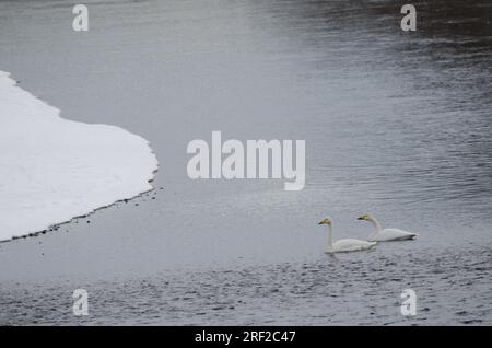 Er schwänzt Cygnus cygnus. Der Fluss Setsurigawa. Kushiro. Hokkaido. Japan. Stockfoto