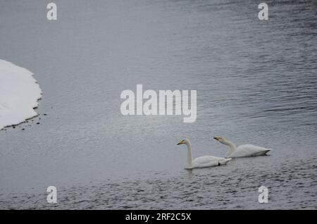 Er schwänzt Cygnus cygnus. Der Fluss Setsurigawa. Kushiro. Hokkaido. Japan. Stockfoto