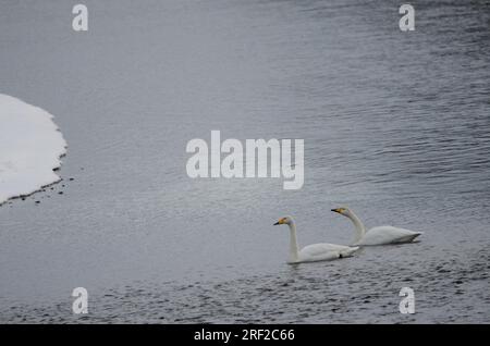 Er schwänzt Cygnus cygnus. Der Fluss Setsurigawa. Kushiro. Hokkaido. Japan. Stockfoto