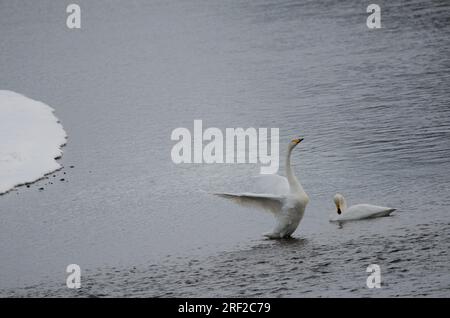 Ein Paar Junkie-Schwäne, Cygnus cygnus. Der Fluss Setsurigawa. Kushiro. Hokkaido. Japan. Stockfoto