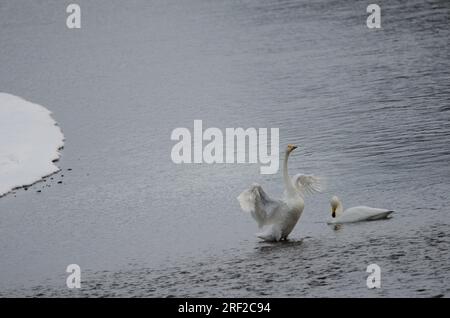 Ein Paar Junkie-Schwäne, Cygnus cygnus. Der Fluss Setsurigawa. Kushiro. Hokkaido. Japan. Stockfoto