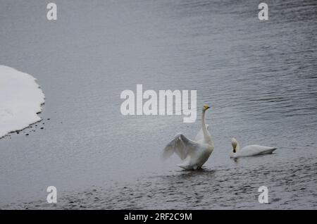 Ein Paar Junkie-Schwäne, Cygnus cygnus. Der Fluss Setsurigawa. Kushiro. Hokkaido. Japan. Stockfoto