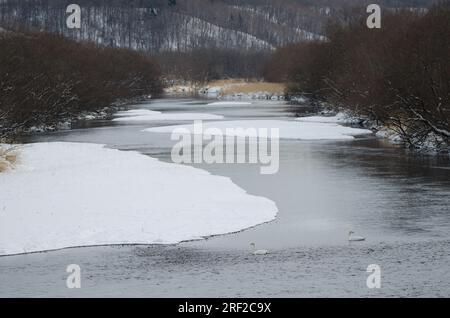 Wer schwingt Cygnus cygnus im Fluss Setsurigawa. Kushiro. Hokkaido. Japan. Stockfoto