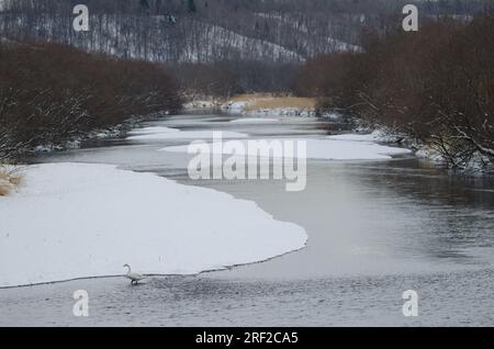 Der Hupenschwan Cygnus cygnus im Fluss Setsurigawa. Kushiro. Hokkaido. Japan. Stockfoto