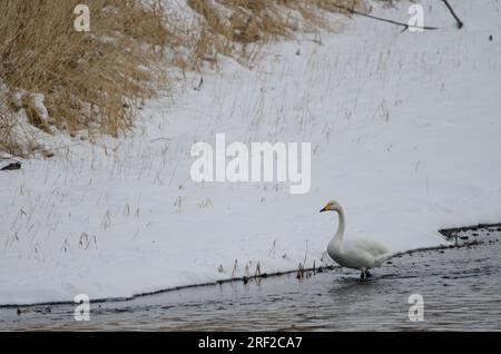 Der Hupenschwan Cygnus cygnus. Der Fluss Setsurigawa. Kushiro. Hokkaido. Japan. Stockfoto