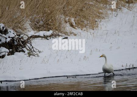 Der Hupenschwan Cygnus cygnus. Der Fluss Setsurigawa. Kushiro. Hokkaido. Japan. Stockfoto