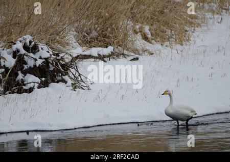 Der Hupenschwan Cygnus cygnus. Der Fluss Setsurigawa. Kushiro. Hokkaido. Japan. Stockfoto